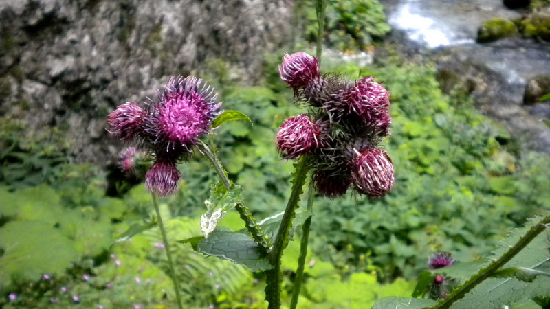 Carduus personata / Cardo personata